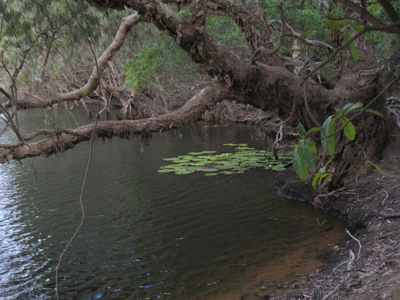 Lakefield National Park - Walkabout